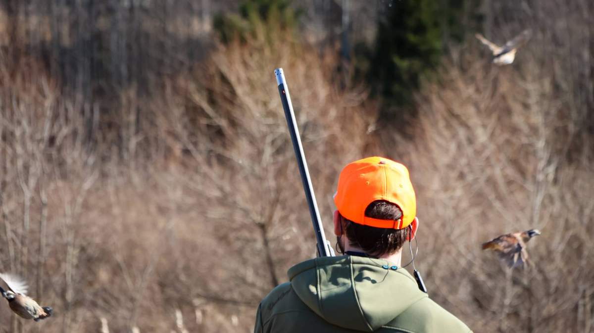 Quail flushing on every side of a hunter in a blaze orange cap, gun still on his shoulder