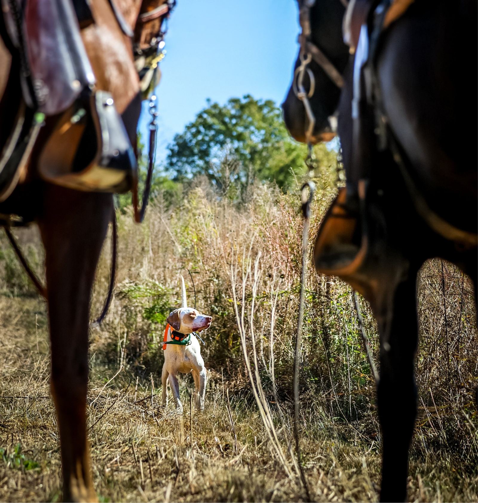 A white and orange pointer locked on point in native grass, framed between the legs of two saddled horses as the guides watch from horseback at Backcountry Shooting Preserve