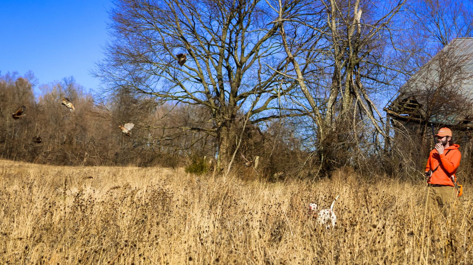 A wide covey rise over golden native grass — an English setter steady in the field, birds in the air, and an old barn at the treeline at Backcountry Shooting Preserve