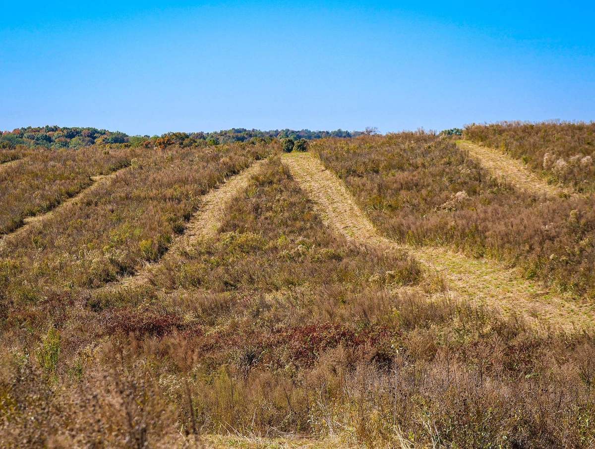 Mowed strips cut through native cover and brush across the rolling hills of the preserve, managed to hold quail coveys