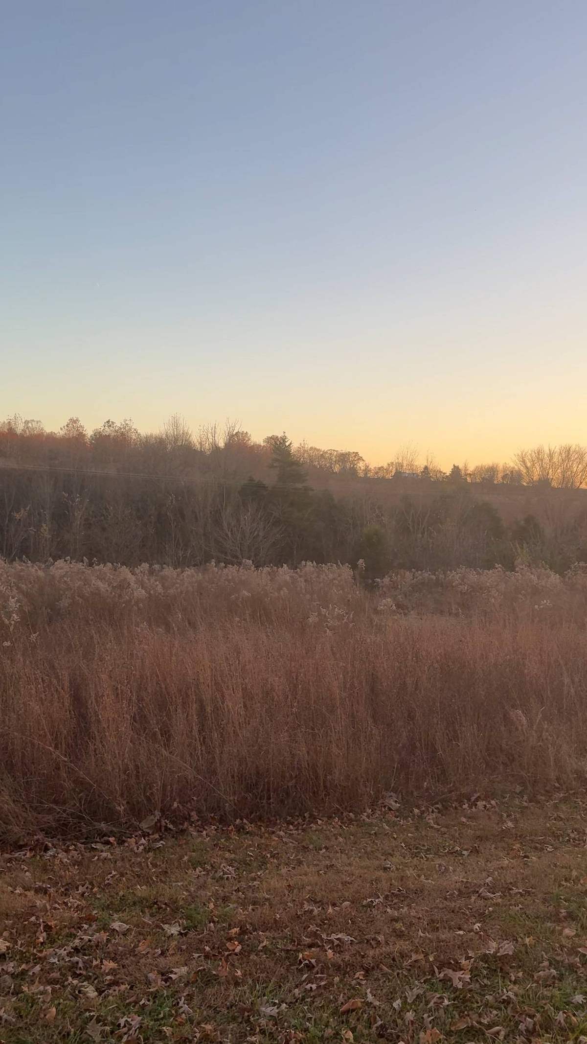 Sunrise burning through mist over the broomsedge and food-plot strips at Backcountry Shooting Preserve